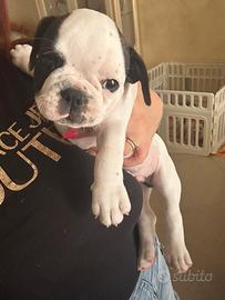 Cuccioli di buldolg francese