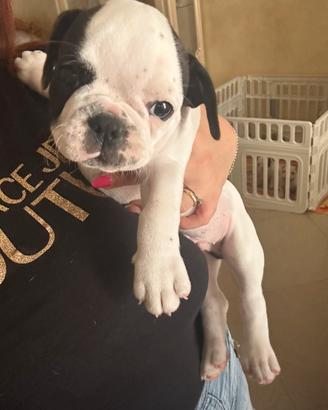 Cuccioli di buldolg francese