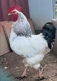 Galli