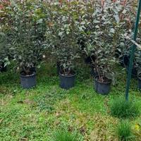 PIANTE  di PHOTINIE RED ROBIN V.24