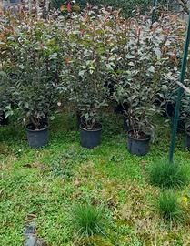 PIANTE  di PHOTINIE RED ROBIN V.24