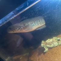 Channa asiatica adult predatori