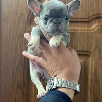 Bulldog francese lillac tan