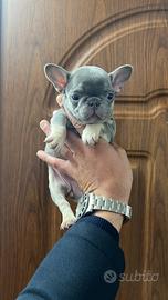 Bulldog francese lillac tan