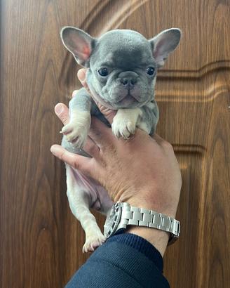 Bulldog francese lillac tan