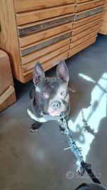 American bully pocket per monta
