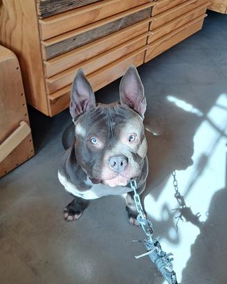 American bully pocket per monta