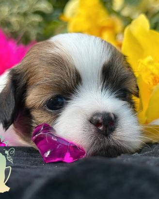 Tre Quarti di Luna Barboncino Maltipoo Lhasa Apso