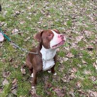 Amstaff