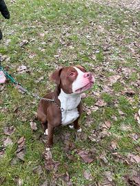 Amstaff