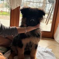 Cuccioli di pastore tedesco femmina a pelo lungo