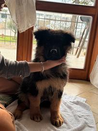 Cuccioli di pastore tedesco femmina a pelo lungo