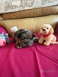 Bulldog francese
