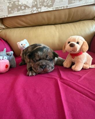 Bulldog francese
