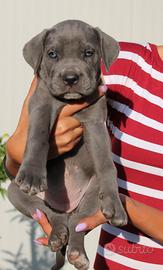Cane Corso