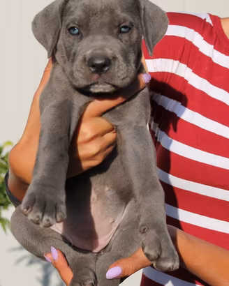 Cane Corso