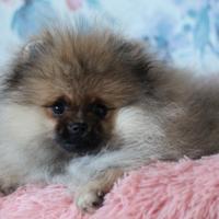 Spitz Pomeranian maschio orange-sable