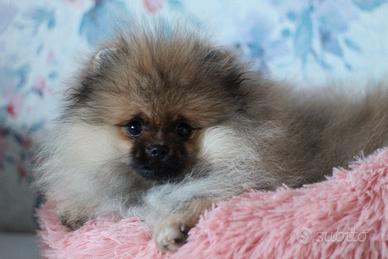 Spitz Pomeranian maschio orange-sable