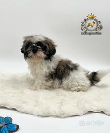 Magnifico cucciolo Shih Tzu