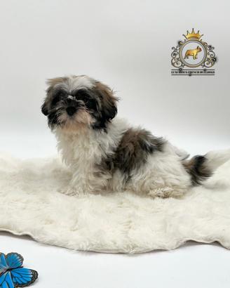 Magnifico cucciolo Shih Tzu