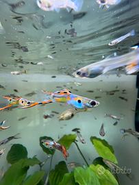 Pesci guppy acquario dolce
