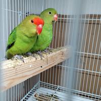 Coppia di Taranta adulta