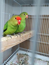 Coppia di Taranta adulta