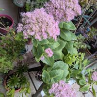 Pianta grassa Sedum fiori rosa