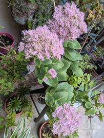 Pianta grassa Sedum fiori rosa