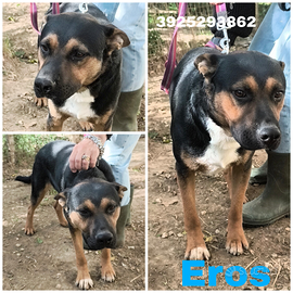 Mamma mi adotti ? Cane in adozione