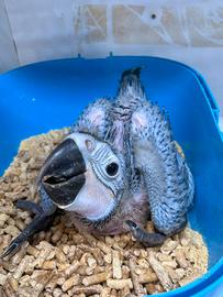 Ara Ararauna