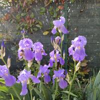 7 rizomi di Iris germanica Jane Phillips lilla