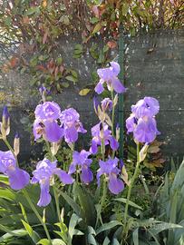 7 rizomi di Iris germanica Jane Phillips lilla