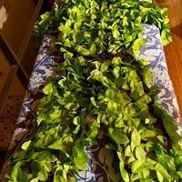 Travestimento da Bushman per adulti