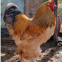 Gallo brahma Fulvio