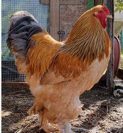 Gallo brahma Fulvio