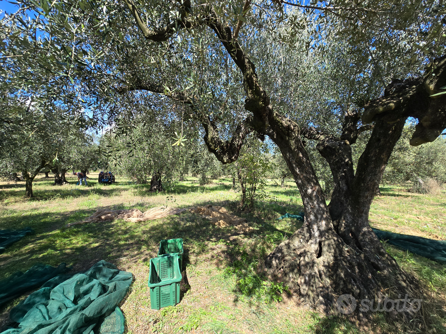 Terreno a uliveto - Vista 4
