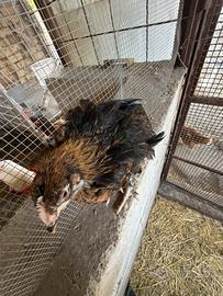Galline ornamentali