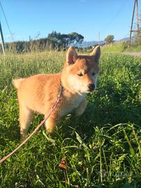 Cucciola di Shiba Inu pedigree ENCI