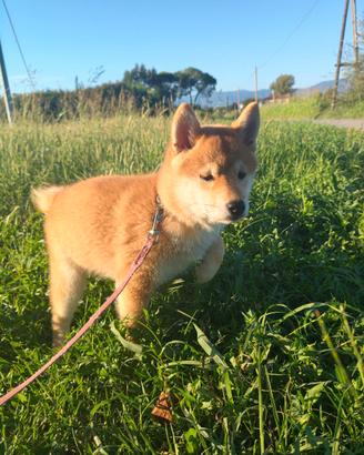 Cucciola di Shiba Inu pedigree ENCI