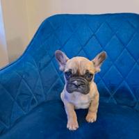Bulldog Francese fawn