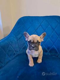 Bulldog Francese fawn