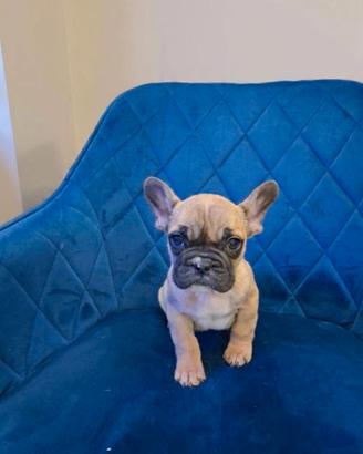 Bulldog Francese fawn