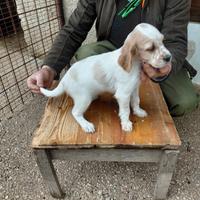Cuccioli setter inglese