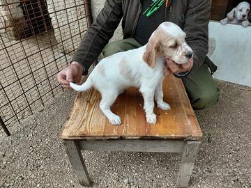 Cuccioli setter inglese
