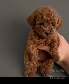 Barboncini toy mini e nani