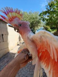 Pappagallo Cacatua Leadbeteri