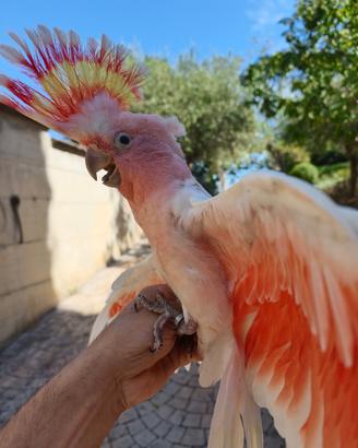 Pappagallo Cacatua Leadbeteri