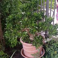 Crassula Ovata Hobbit