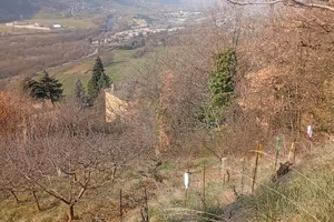 Terreni agricolo/vigneto